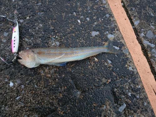 エソの釣果