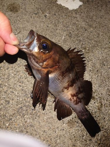 メバルの釣果