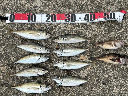 アジの釣果