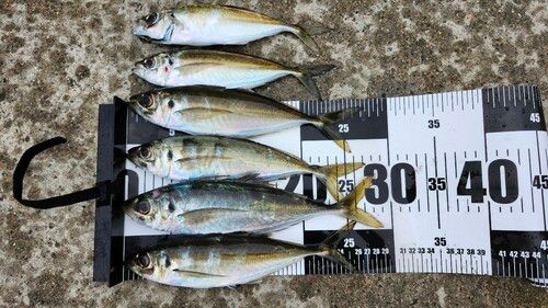 マアジの釣果