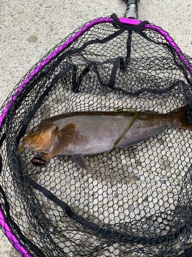 アイナメの釣果