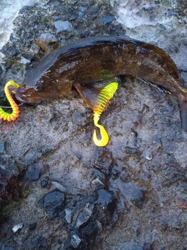 アイナメの釣果