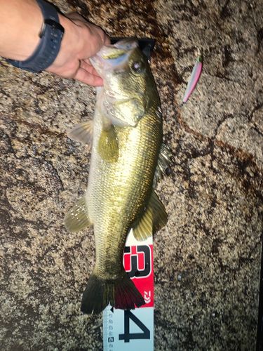 ラージマウスバス