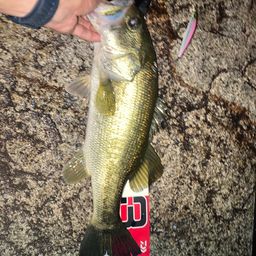 ラージマウスバス