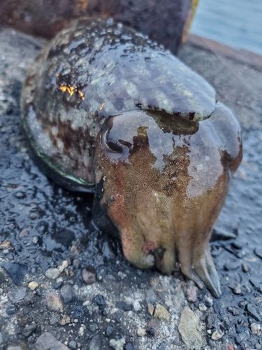 スミイカの釣果