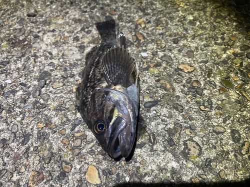 ソイの釣果