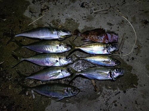 アジの釣果