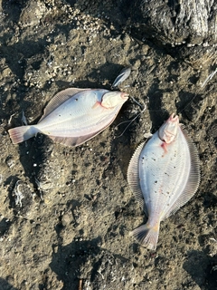 マガレイの釣果