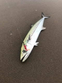 サゴシの釣果