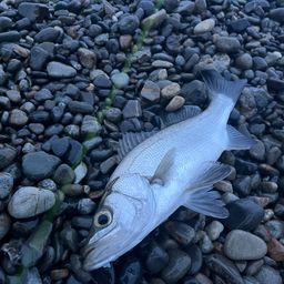 セイゴ（ヒラスズキ）