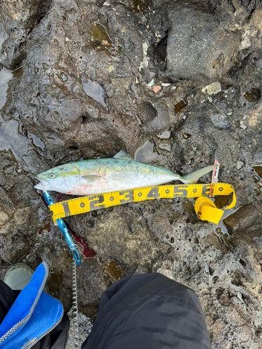 サワラの釣果