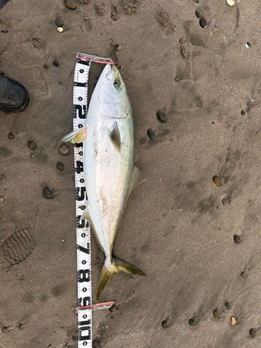 ブリの釣果