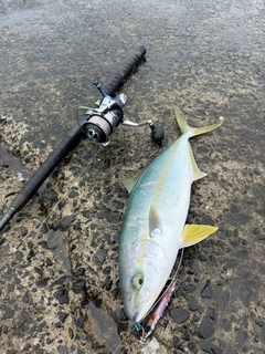 ヒラマサの釣果