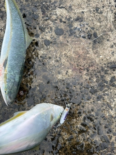 イナダの釣果