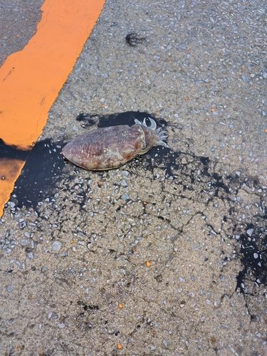 コウイカの釣果