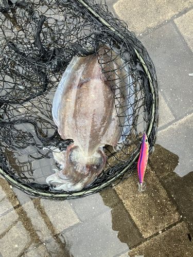 モンゴウイカの釣果