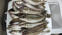 シロギスの釣果