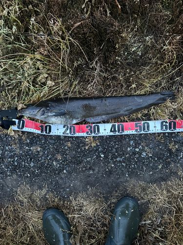 ナマズの釣果