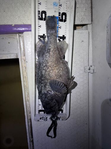 クロソイの釣果