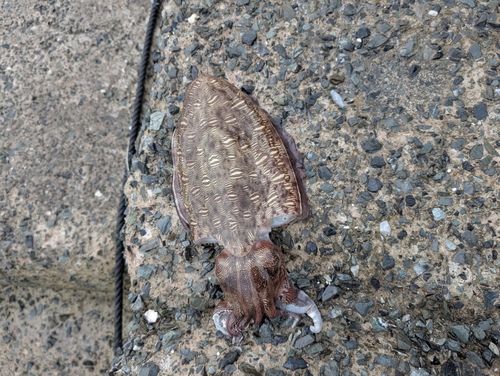 モンゴウイカの釣果