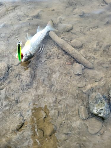 アメマスの釣果