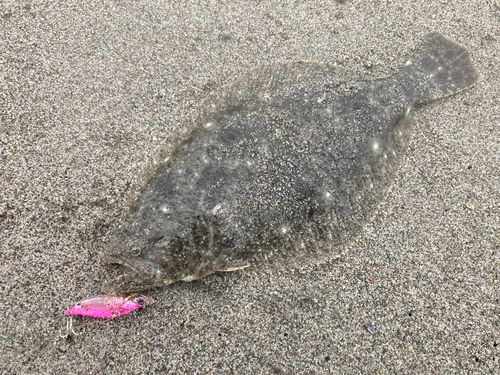 ヒラメの釣果