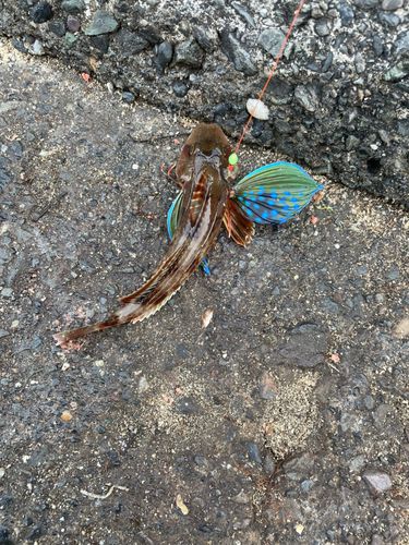 ホウボウの釣果