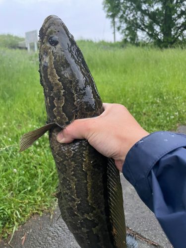 ライギョの釣果