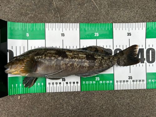 アイナメの釣果