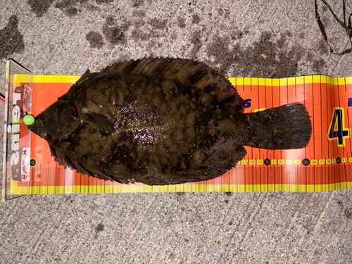 クロガシラガレイの釣果