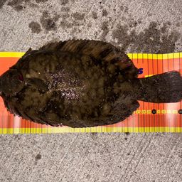 クロガシラガレイ