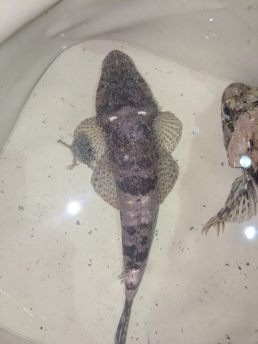 ワニゴチの釣果