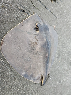 アカエイの釣果