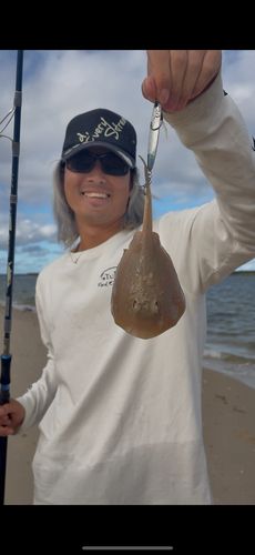 アカエイの釣果