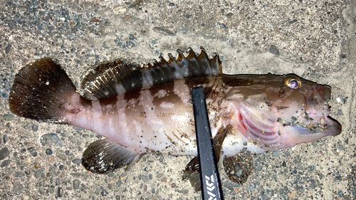 クエの釣果