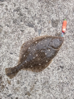 イシガレイの釣果