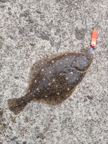 イシガレイの釣果