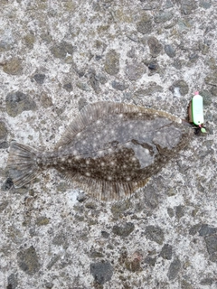 イシガレイの釣果