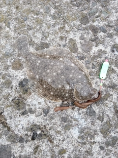 イシガレイの釣果