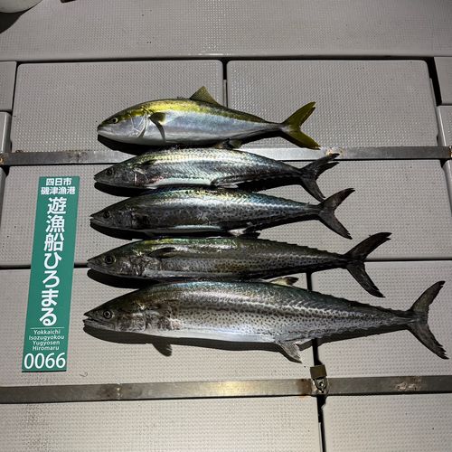 サワラの釣果