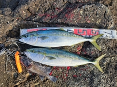 ワラサの釣果
