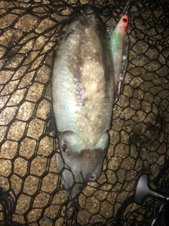 コウイカの釣果