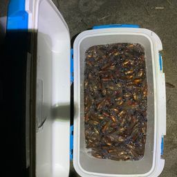 ホタルイカ