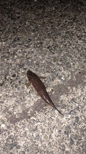 コチの釣果