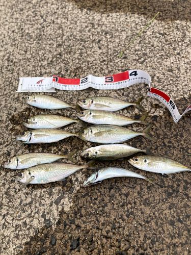 アジの釣果