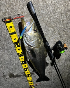 シーバスの釣果