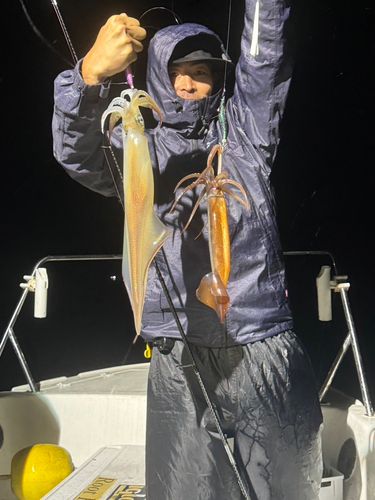 ケンサキイカの釣果