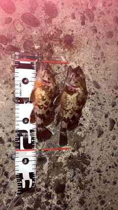 カサゴの釣果