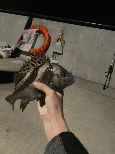 コショウダイの釣果