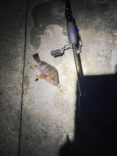 シロメバルの釣果